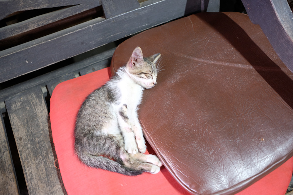 アジアン家具KAJAインドネシアの猫